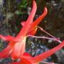 Red Larkspur (Delphinium nudicaule): Note the long protruding spur on this native Lark-spur.